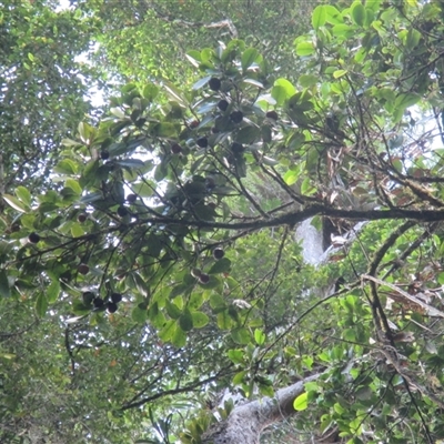 Garcinia warrenii (indigenous mangosteen) at Syndicate, QLD - 21 Dec 2017 by JasonPStewart