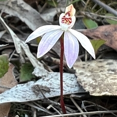 Caladenia fuscata (Dusky Fingers) at Back Creek, NSW - 20 Sep 2025 by Tezrushton