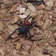 Missulena occatoria (Red-headed Mouse Spider) at Bywong, NSW - 21 Sep 2025 by SandraH