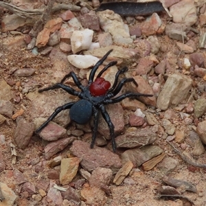 Missulena occatoria (Red-headed Mouse Spider) at Bywong, NSW - 21 Sep 2025 by SandraH
