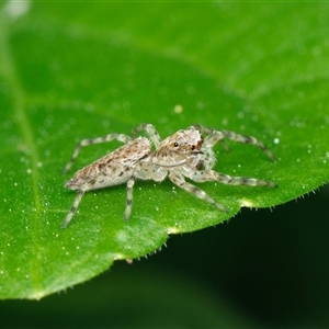 Helpis sp. (genus) (Unidentified Bronze Jumping Spider) at Downer, ACT - 21 Sep 2025 by RobertD