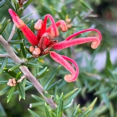 Grevillea juniperina (Grevillea) at Back Creek, NSW - 20 Sep 2025 by Tezrushton