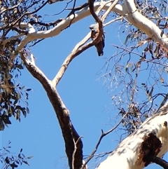 Callocephalon fimbriatum (Gang-gang Cockatoo) at Cook, ACT - 20 Sep 2025 by CathB