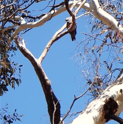 Callocephalon fimbriatum (Gang-gang Cockatoo) at Cook, ACT - 20 Sep 2025 by CathB