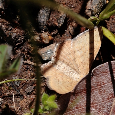 Scopula rubraria (Reddish Wave, Plantain Moth) at Turner, ACT - 17 Sep 2025 by ConBoekel