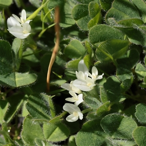 Trifolium subterraneum (Subterranean Clover) at Turner, ACT - 17 Sep 2025 by ConBoekel