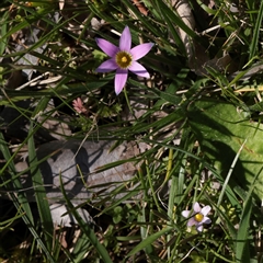 Romulea minutiflora (Small-flowered Onion Grass) at Turner, ACT - 17 Sep 2025 by ConBoekel