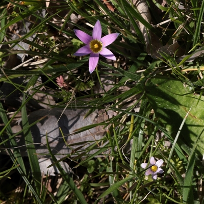 Romulea minutiflora (Small-flowered Onion Grass) at Turner, ACT - 17 Sep 2025 by ConBoekel