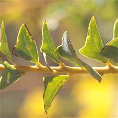 Acacia cultriformis (Knife Leaf Wattle) at Acton, ACT - 17 Sep 2025 by ConBoekel