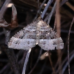 Chrysolarentia subrectaria (A Geometer moth) at Acton, ACT - 17 Sep 2025 by ConBoekel