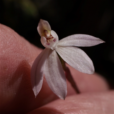 Caladenia fuscata (Dusky Fingers) at Acton, ACT - 17 Sep 2025 by ConBoekel