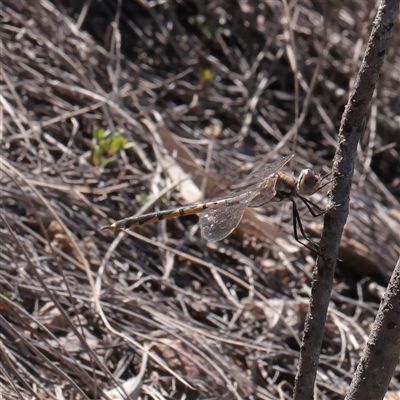 Hemicordulia tau (Tau Emerald) at Acton, ACT - 17 Sep 2025 by ConBoekel