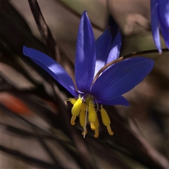 Stypandra glauca (Nodding Blue Lily) at Acton, ACT - 17 Sep 2025 by ConBoekel