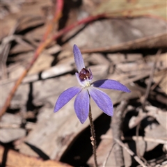 Caladenia caerulea (Blue Fingers, Blue Fairies) at Acton, ACT - 17 Sep 2025 by ConBoekel