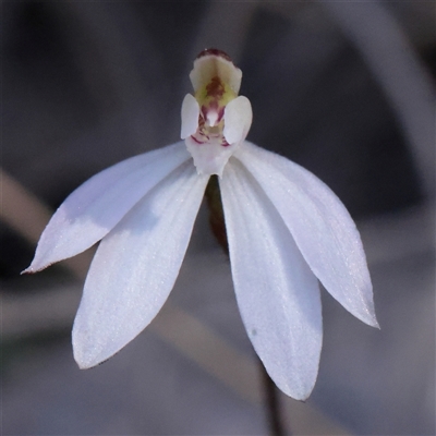 Caladenia fuscata (Dusky Fingers) at Acton, ACT - 17 Sep 2025 by ConBoekel