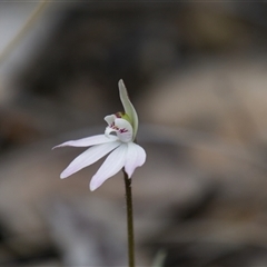 Caladenia fuscata (Dusky Fingers) at Aranda, ACT - 21 Sep 2025 by Rheardy