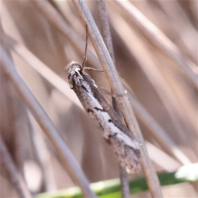 Philobota stella (A concealer moth) at Acton, ACT - 17 Sep 2025 by ConBoekel