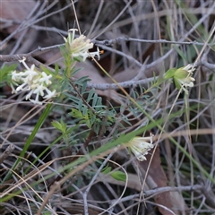Pimelea linifolia subsp. linifolia (Queen of the Bush, Slender Rice-flower) at Acton, ACT - 17 Sep 2025 by ConBoekel