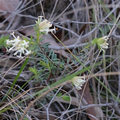 Pimelea linifolia subsp. linifolia (Queen of the Bush, Slender Rice-flower) at Acton, ACT - 17 Sep 2025 by ConBoekel