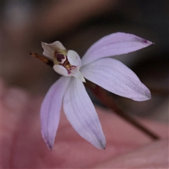 Caladenia fuscata (Dusky Fingers) at Acton, ACT - 17 Sep 2025 by ConBoekel