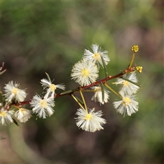 Acacia genistifolia (Early Wattle) at Acton, ACT - 17 Sep 2025 by ConBoekel