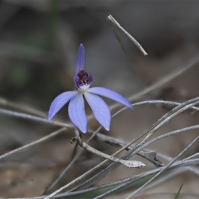 Caladenia caerulea (Blue Fingers, Blue Fairies) at Cook, ACT - 21 Sep 2025 by Rheardy
