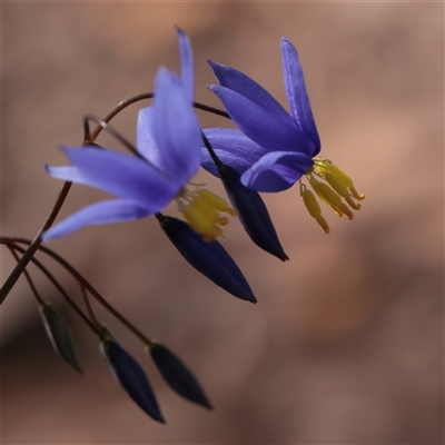 Stypandra glauca (Nodding Blue Lily) at Acton, ACT - 17 Sep 2025 by ConBoekel