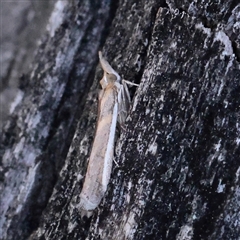 Etiella behrii (Lucerne Seed Web Moth) at Acton, ACT - 17 Sep 2025 by ConBoekel