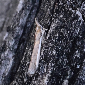 Etiella behrii (Lucerne Seed Web Moth) at Acton, ACT - 17 Sep 2025 by ConBoekel
