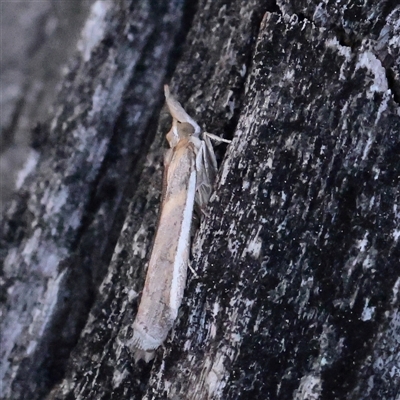 Etiella behrii (Lucerne Seed Web Moth) at Acton, ACT - 17 Sep 2025 by ConBoekel