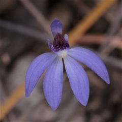 Caladenia caerulea (Blue Fingers, Blue Fairies) at Acton, ACT - 17 Sep 2025 by ConBoekel