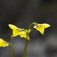 Diuris chryseopsis (Golden Moth) at Cook, ACT - 21 Sep 2025 by Rheardy