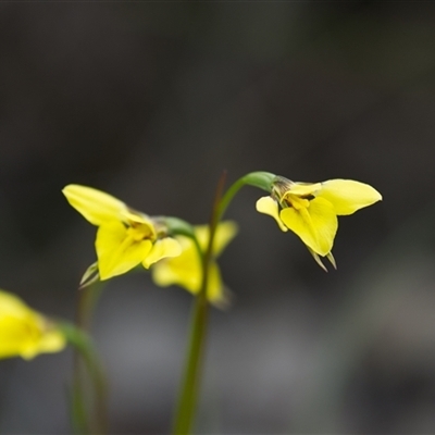 Diuris chryseopsis (Golden Moth) at Cook, ACT - 21 Sep 2025 by Rheardy