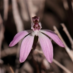 Caladenia fuscata (Dusky Fingers) at O'Connor, ACT - 17 Sep 2025 by ConBoekel