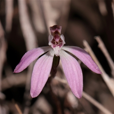 Caladenia fuscata (Dusky Fingers) at O'Connor, ACT - 17 Sep 2025 by ConBoekel