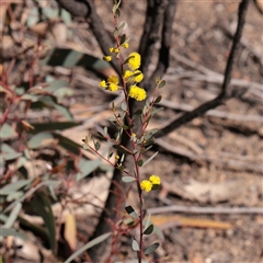 Acacia buxifolia subsp. buxifolia (Box-leaf Wattle) at O'Connor, ACT - 17 Sep 2025 by ConBoekel