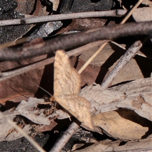 Scopula rubraria (Reddish Wave, Plantain Moth) at O'Connor, ACT - 17 Sep 2025 by ConBoekel