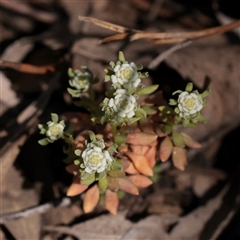 Poranthera microphylla (Small Poranthera) at O'Connor, ACT - 17 Sep 2025 by ConBoekel
