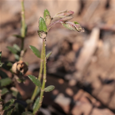 Gonocarpus tetragynus (Common Raspwort) at O'Connor, ACT - 17 Sep 2025 by ConBoekel