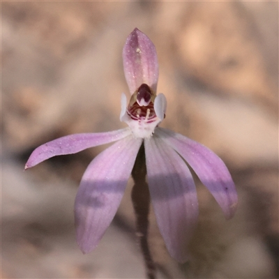 Caladenia fuscata (Dusky Fingers) at Acton, ACT - 17 Sep 2025 by ConBoekel