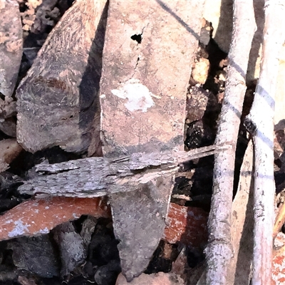 Coryphistes ruricola (Bark-mimicking Grasshopper) at Acton, ACT - 17 Sep 2025 by ConBoekel