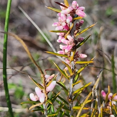 Lissanthe strigosa subsp. subulata (Peach Heath) at Gundaroo, NSW - 19 Sep 2025 by Gunyijan