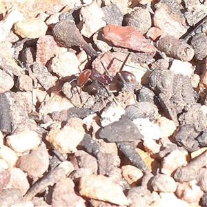 Iridomyrmex purpureus (Meat Ant) at Acton, ACT - 17 Sep 2025 by ConBoekel
