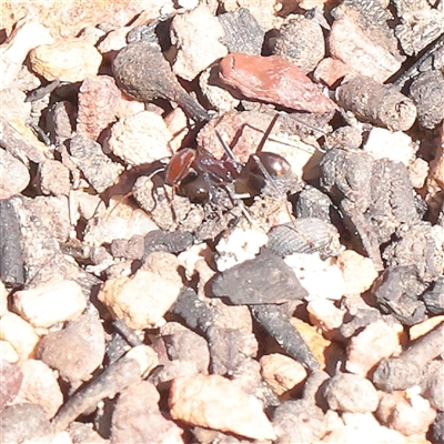 Iridomyrmex purpureus (Meat Ant) at Acton, ACT - 17 Sep 2025 by ConBoekel