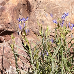 Stypandra glauca (Nodding Blue Lily) at Acton, ACT - 17 Sep 2025 by ConBoekel