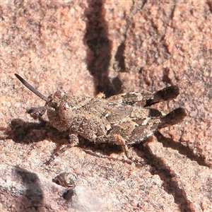 Pycnostictus sp. (genus) (A bandwing grasshopper) at Acton, ACT - 17 Sep 2025 by ConBoekel