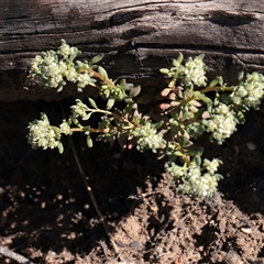Poranthera microphylla (Small Poranthera) at Acton, ACT - 17 Sep 2025 by ConBoekel