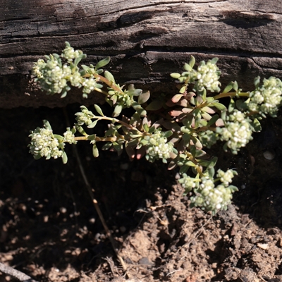 Poranthera microphylla (Small Poranthera) at Acton, ACT - 17 Sep 2025 by ConBoekel