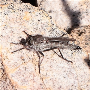 Cerdistus sp. (genus) (Slender Robber Fly) at Acton, ACT - 17 Sep 2025 by ConBoekel