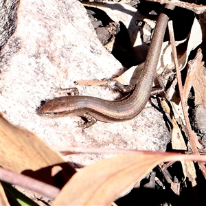 Lampropholis delicata (Delicate Skink) at Acton, ACT - 17 Sep 2025 by ConBoekel